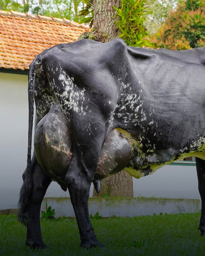 Pecuária Leiteira